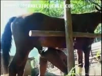 [ Bestiality Porn ] Stunning ebon dilettante getting screwed from behind by a horse